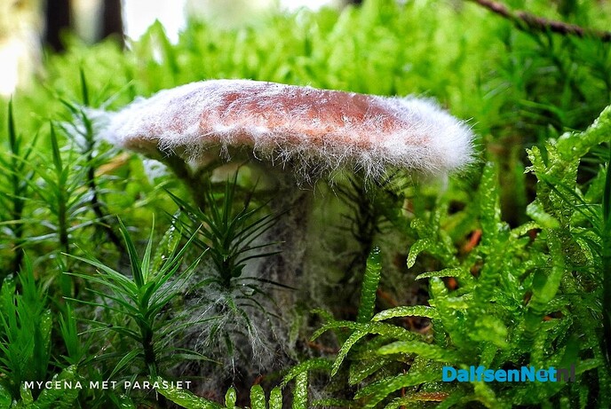 Volgende serie paddenstoelen bekeken met vier ogen - Foto: Femmie Smink