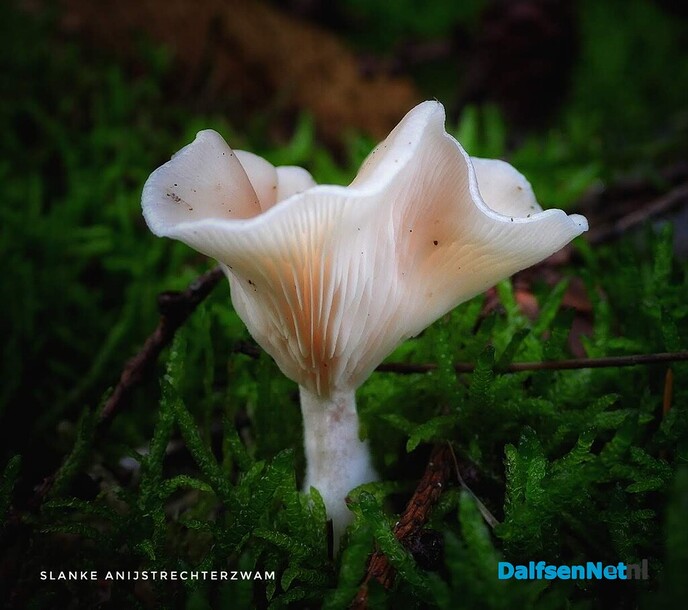 Met vier ogen op zoek naar paddenstoelen