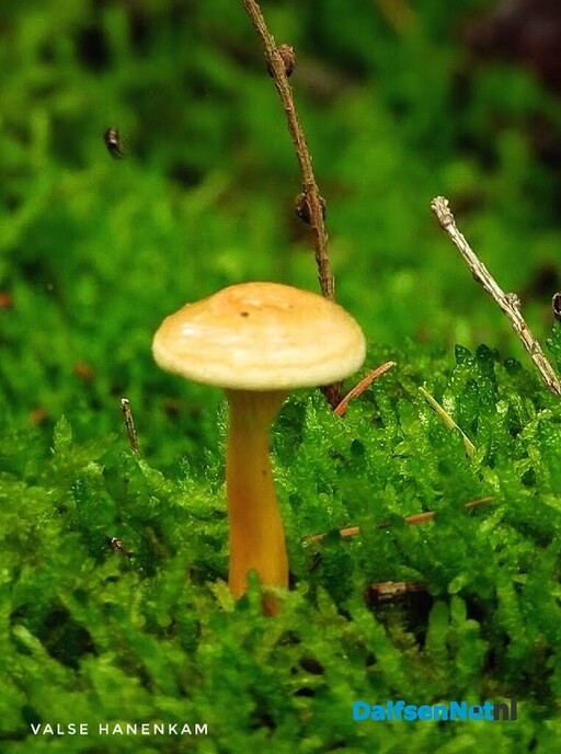 Volgende serie paddenstoelen bekeken met vier ogen - Foto: Femmie Smink