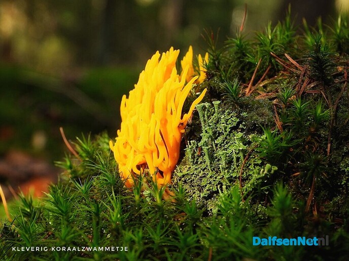 Met vier ogen op zoek naar paddenstoelen - Foto: Femmie Smink