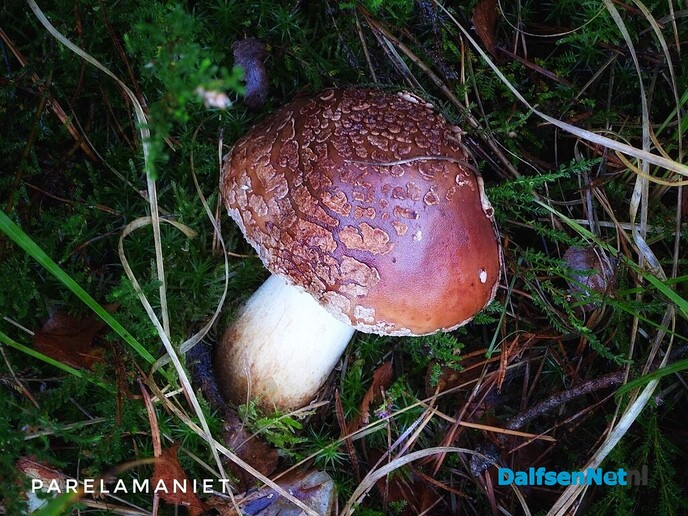 Met vier ogen op zoek naar paddenstoelen - Foto: Femmie Smink