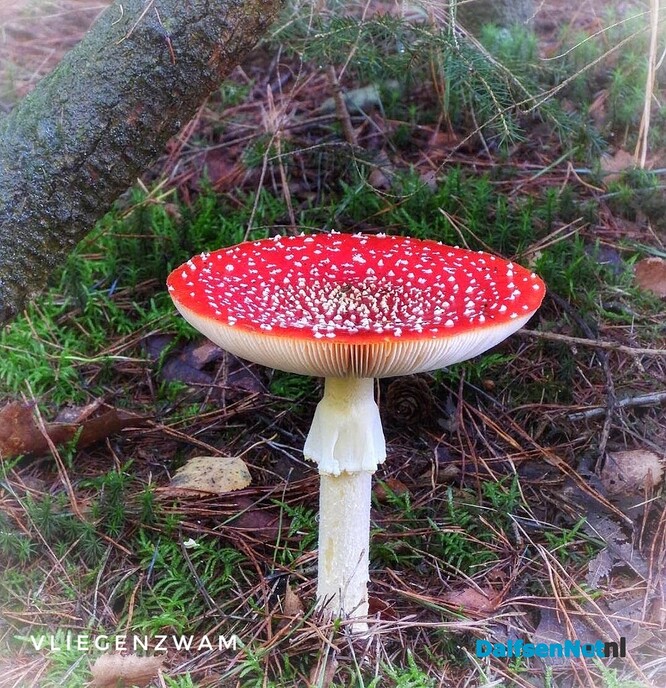 Met vier ogen op zoek naar paddenstoelen - Foto: Femmie Smink