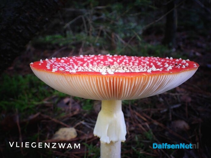 Met vier ogen op zoek naar paddenstoelen - Foto: Femmie Smink