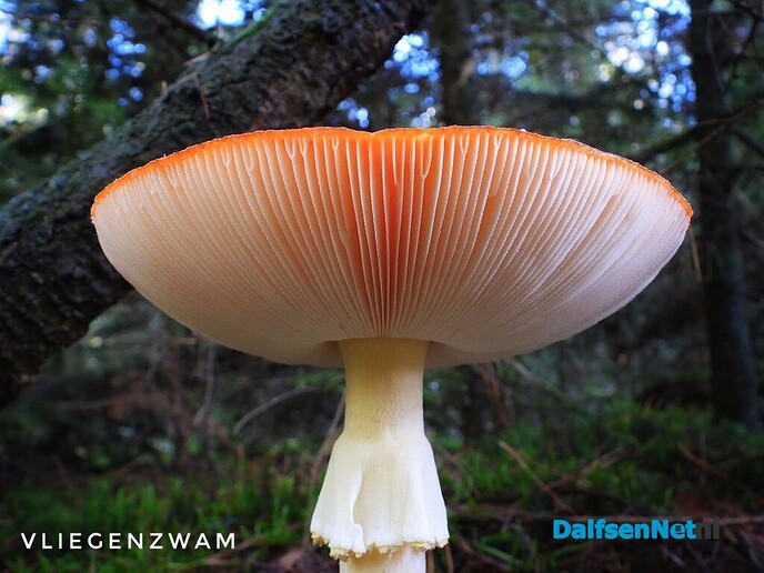 Met vier ogen op zoek naar paddenstoelen - Foto: Femmie Smink