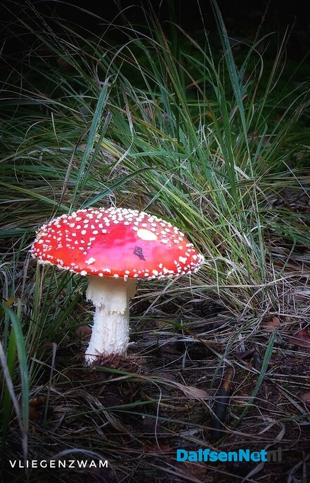 Met vier ogen op zoek naar paddenstoelen - Foto: Femmie Smink