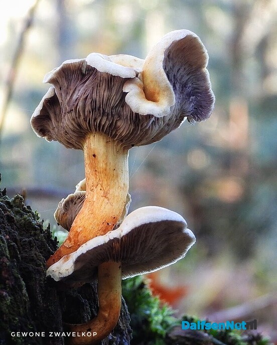 Met vier ogen op zoek naar paddenstoelen - Foto: Femmie Smink