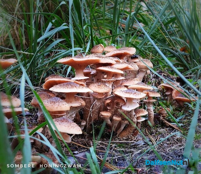 Met vier ogen op zoek naar paddenstoelen - Foto: Femmie Smink