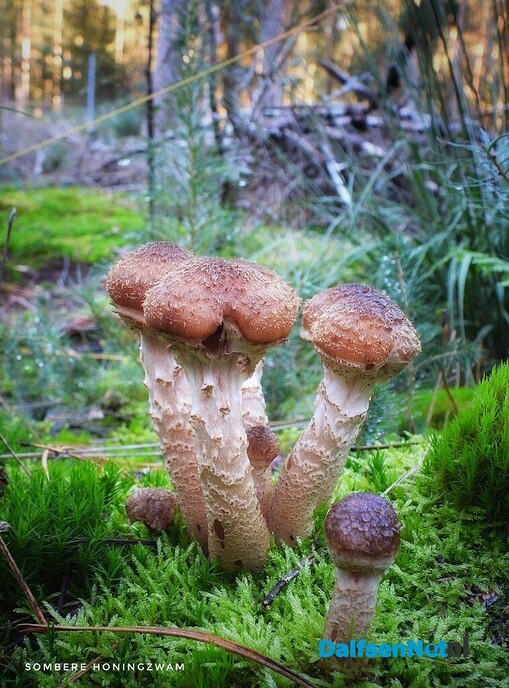 Met vier ogen op zoek naar paddenstoelen - Foto: Femmie Smink