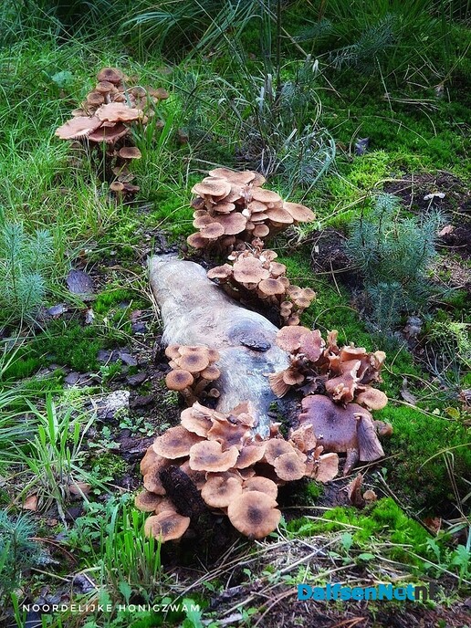 Met vier ogen op zoek naar paddenstoelen - Foto: Femmie Smink