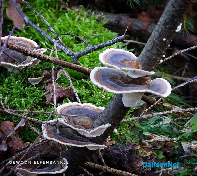 Met vier ogen op zoek naar paddenstoelen - Foto: Femmie Smink