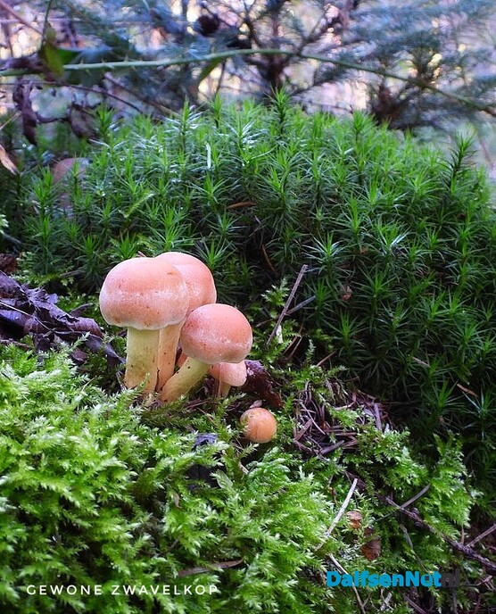 Met vier ogen op zoek naar paddenstoelen - Foto: Femmie Smink