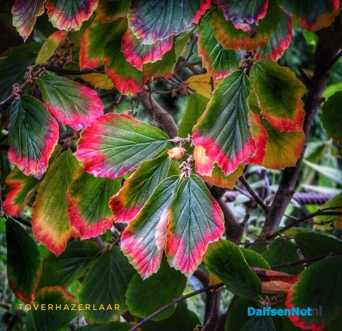 Femmie over de kleuren van de herfst - Foto: Femmie Smink