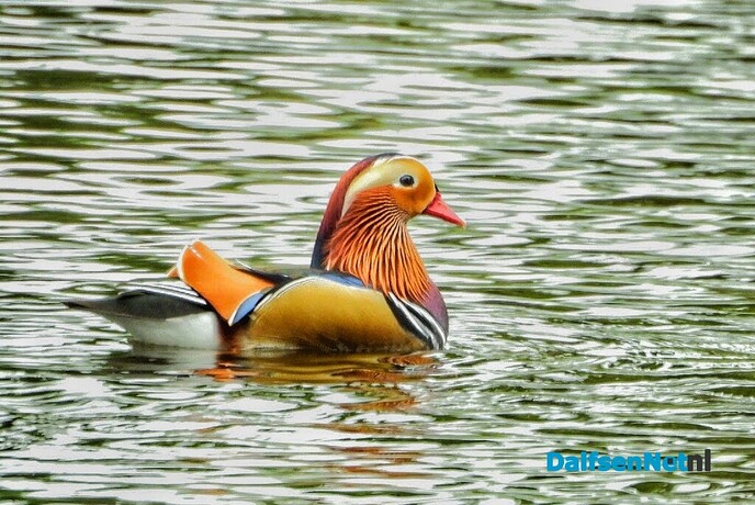 Rondje Hulsterplas: het blijft je verbazen - Foto: Femmie Smink
