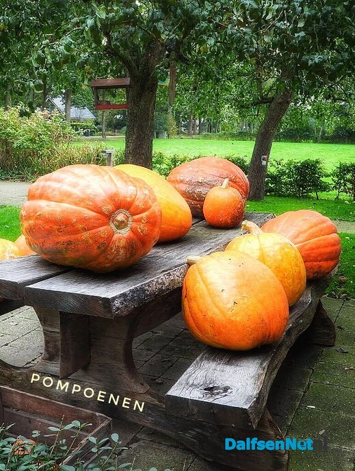 Pompoenen, voor de soep of voor de sier