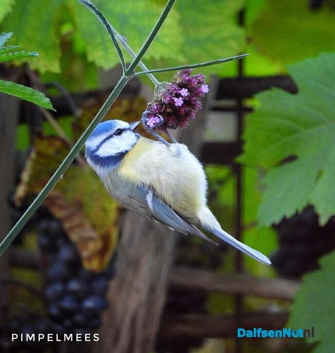 Pimpelmees gezellig bezig in de tuin