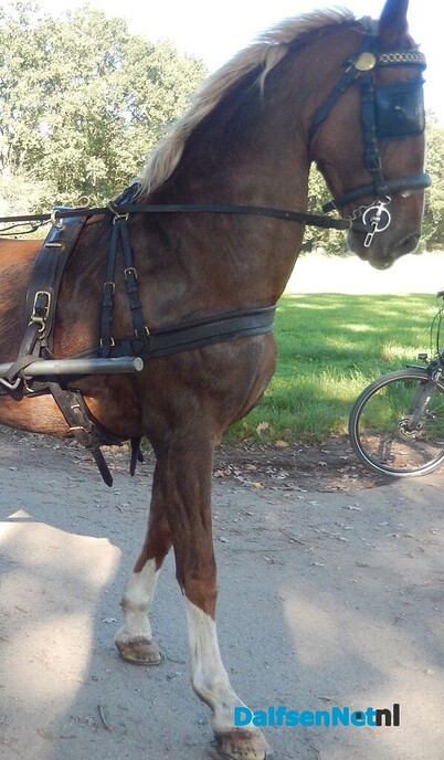 Anton Viskaal heeft weer een paard: ‘Hij kon echt niet zonder’ - Foto: Willy