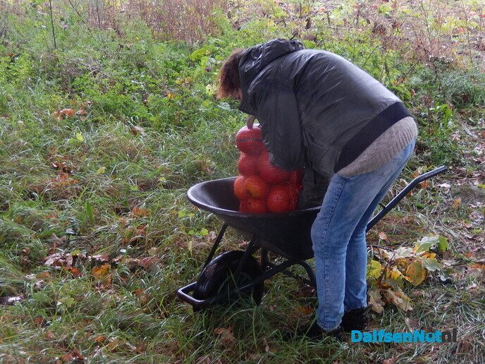 Pompoenenactie bij Overesch loopt als een speer - Foto: Willy
