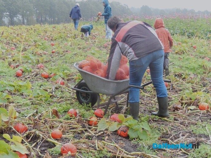 Pompoenenactie bij Overesch loopt als een speer - Foto: Willy