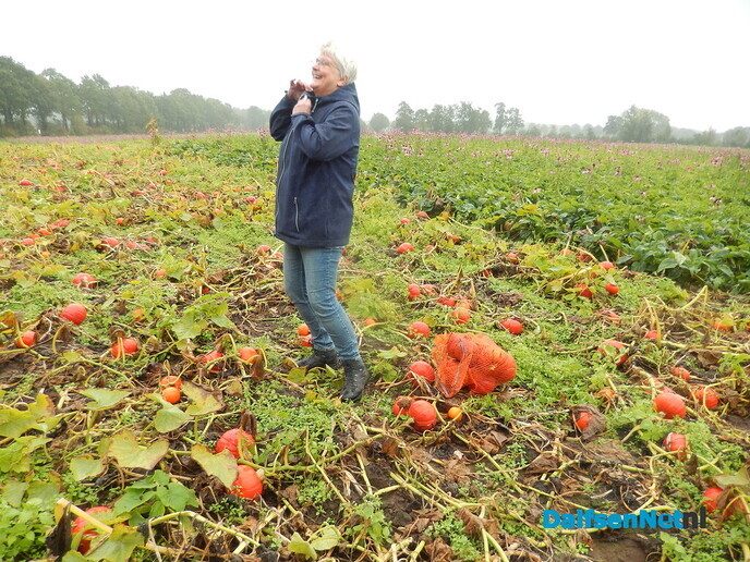 Pompoenenactie bij Overesch loopt als een speer - Foto: Willy