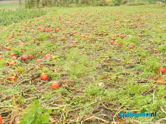 Pompoenenactie bij Overesch loopt als een speer - Foto: Willy