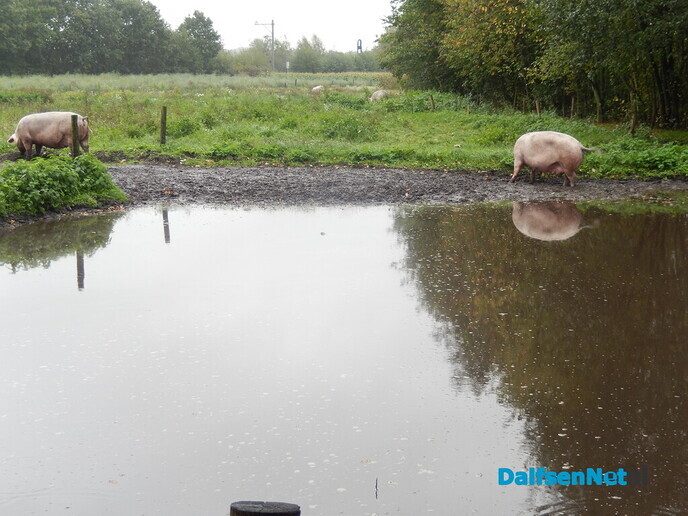 Pompoenenactie bij Overesch loopt als een speer - Foto: Willy