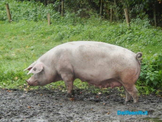 Pompoenenactie bij Overesch loopt als een speer - Foto: Willy