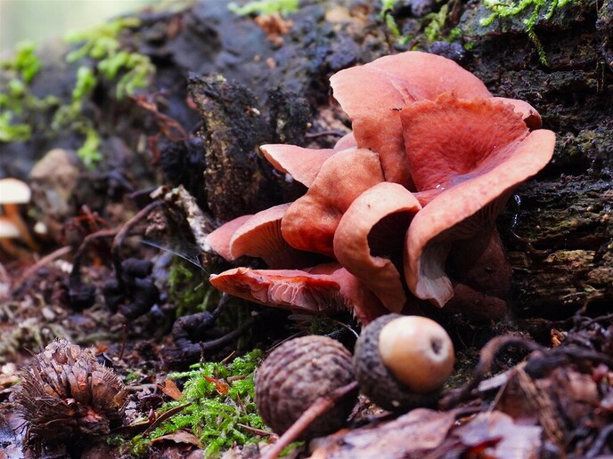 Zomaar wat herfstplaatjes - Foto: Ingezonden foto
