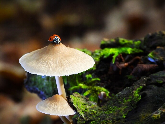 Zomaar wat herfstplaatjes - Foto: Ingezonden foto