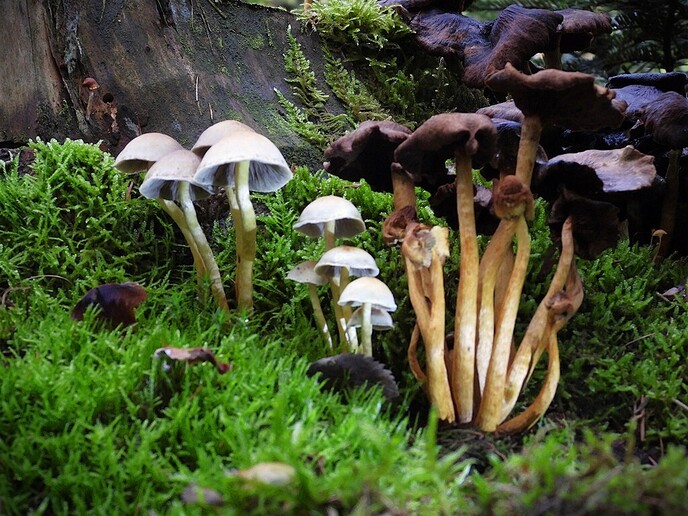 Zomaar wat herfstplaatjes - Foto: Ingezonden foto
