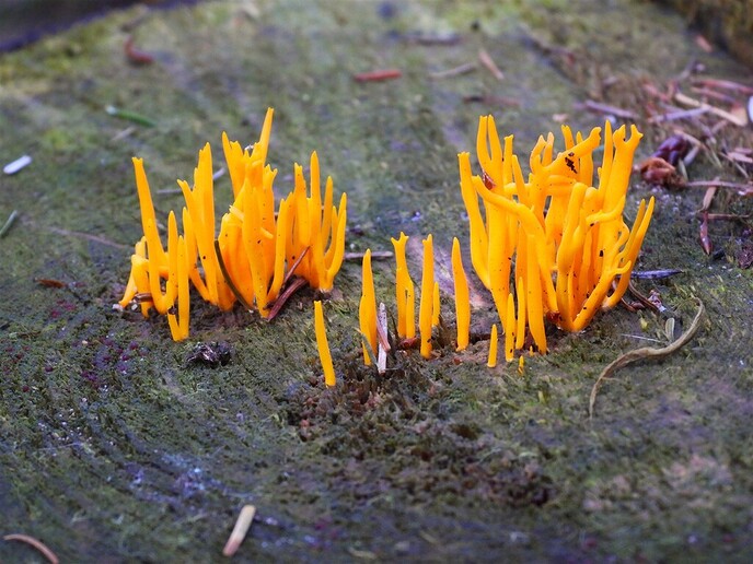 Zomaar wat herfstplaatjes - Foto: Ingezonden foto