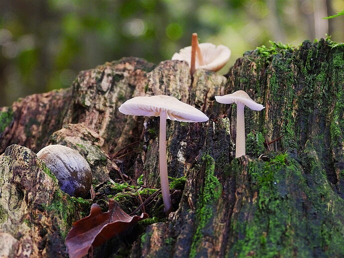 Zomaar wat herfstplaatjes - Foto: Ingezonden foto