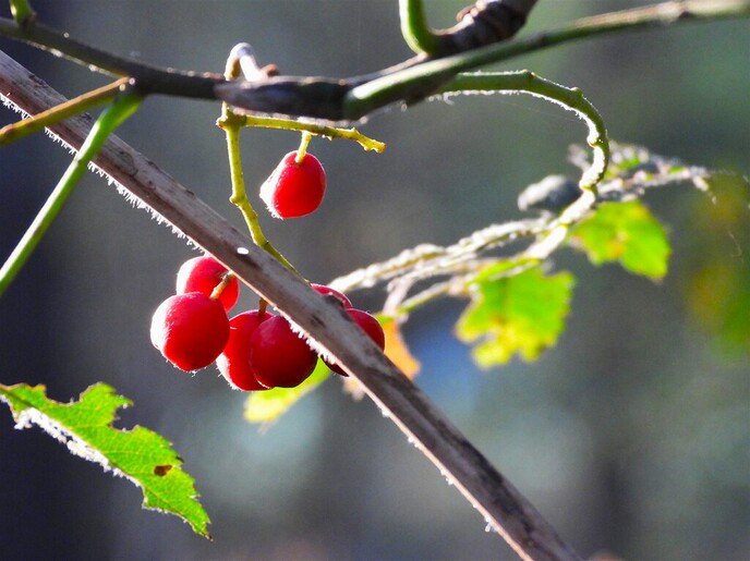 Zomaar wat herfstplaatjes - Foto: Ingezonden foto