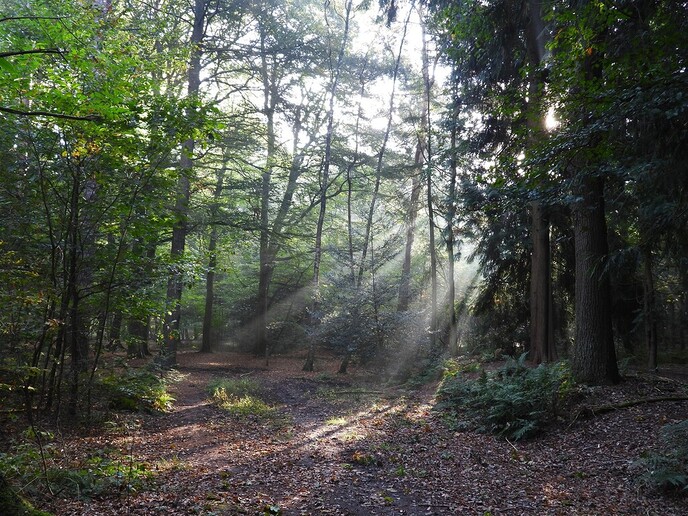 Zomaar wat herfstplaatjes - Foto: Ingezonden foto