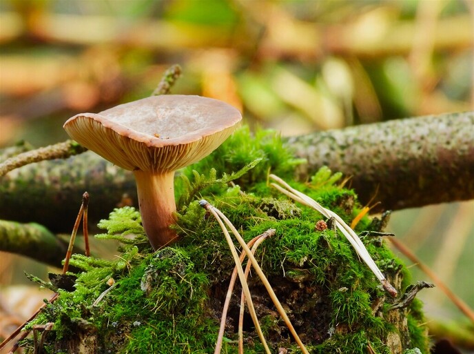 Zomaar wat herfstplaatjes - Foto: Ingezonden foto