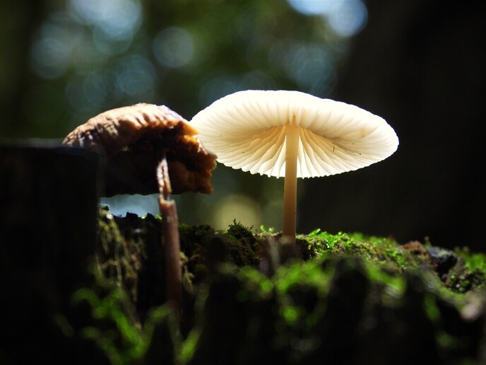 Zomaar wat herfstplaatjes - Foto: Ingezonden foto