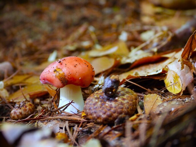 Zomaar wat herfstplaatjes - Foto: Ingezonden foto