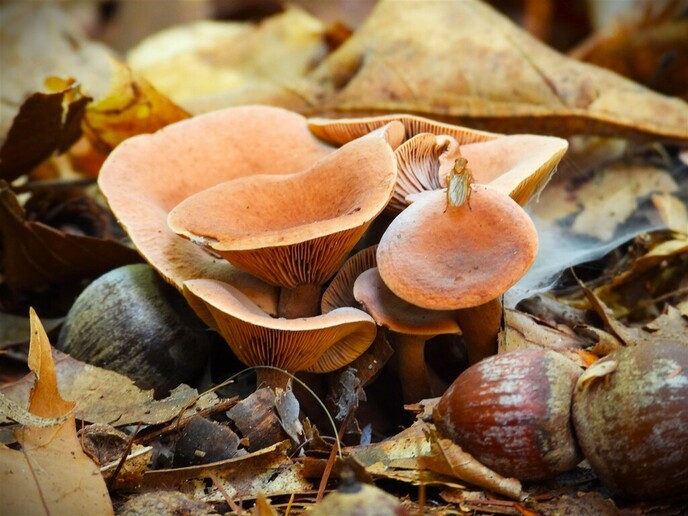 Zomaar wat herfstplaatjes - Foto: Ingezonden foto
