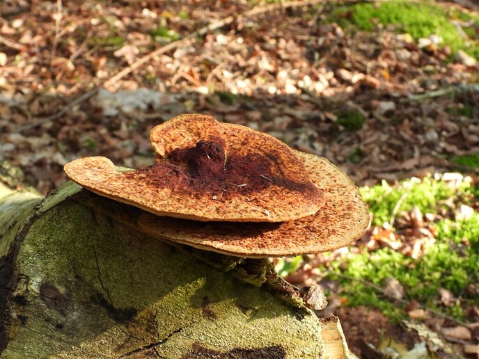 Zomaar wat herfstplaatjes - Foto: Ingezonden foto