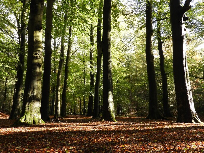 Herfstfoto’s
