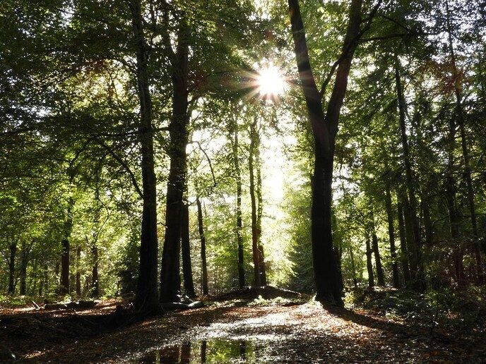Herfstfoto’s - Foto: Ingezonden foto