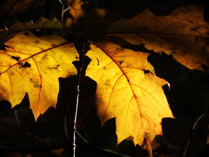 Herfstfoto’s - Foto: Ingezonden foto