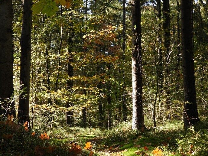 Herfstfoto’s - Foto: Ingezonden foto