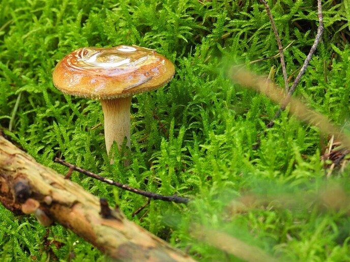 Herfstfoto’s - Foto: Ingezonden foto