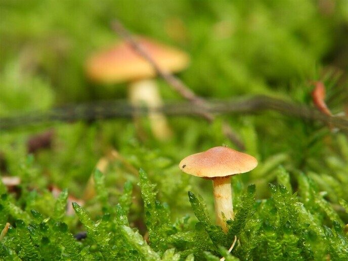 Herfstfoto’s - Foto: Ingezonden foto