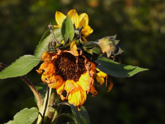 Herfstfoto’s - Foto: Ingezonden foto