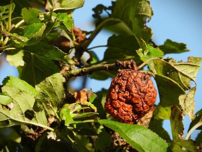 Herfstfoto’s - Foto: Ingezonden foto