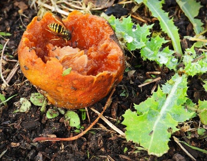 Herfstfoto’s - Foto: Ingezonden foto