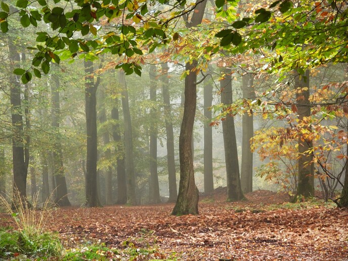 Mist sferen - Foto: Ingezonden foto