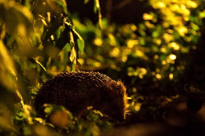 De nacht van de nacht: Nachtdieren hebben duisternis nodig - Foto: Ingezonden foto
