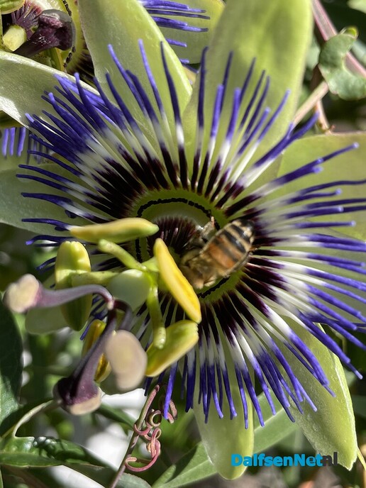 Passiebloem